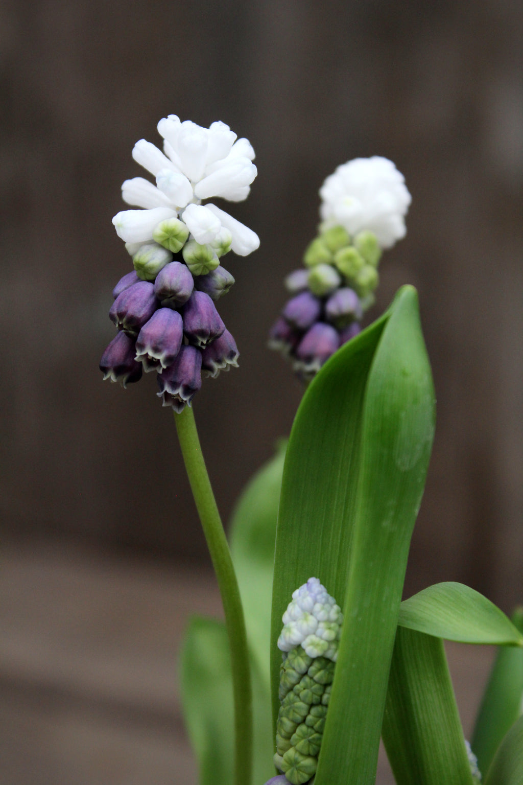 Muscari 'Grape Ice' 5/+