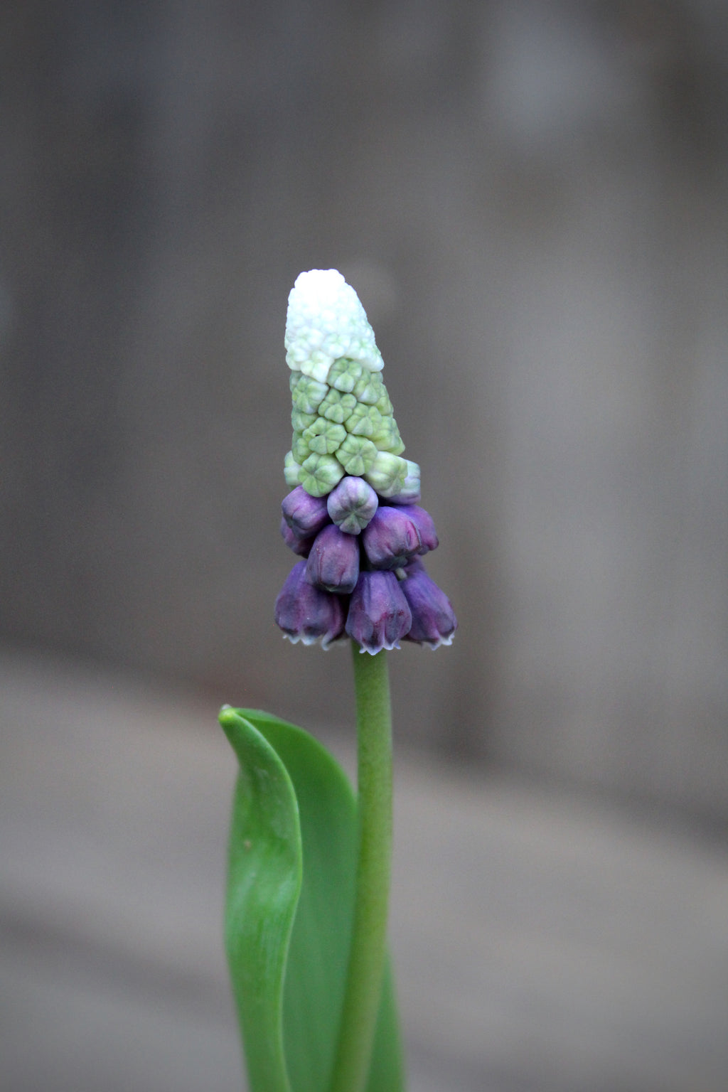 Muscari 'Grape Ice' 5/+