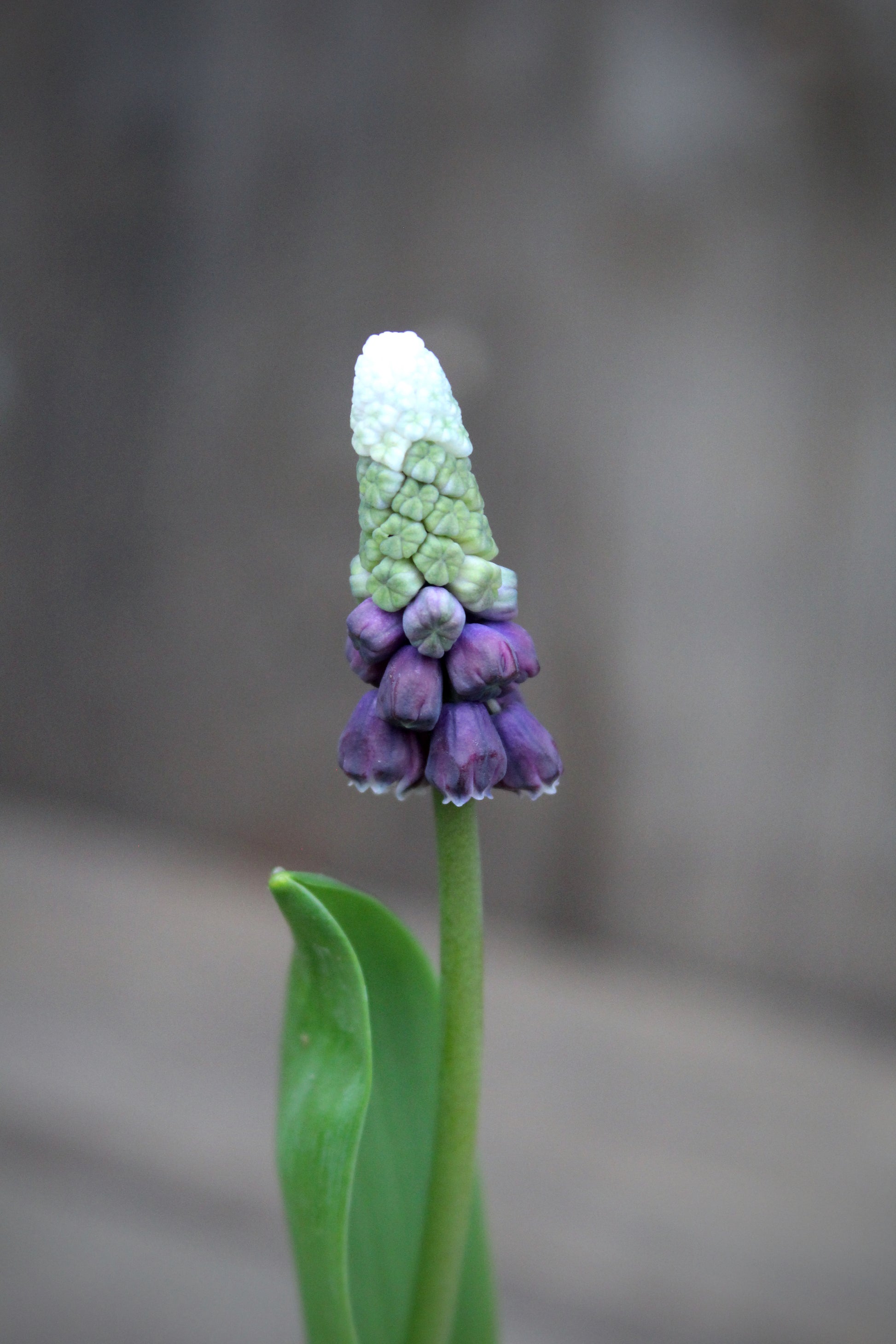 Muscari 'Grape Ice' 5/+