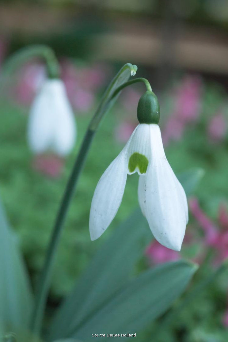 Galanthus 'Mount Everest' 7/8