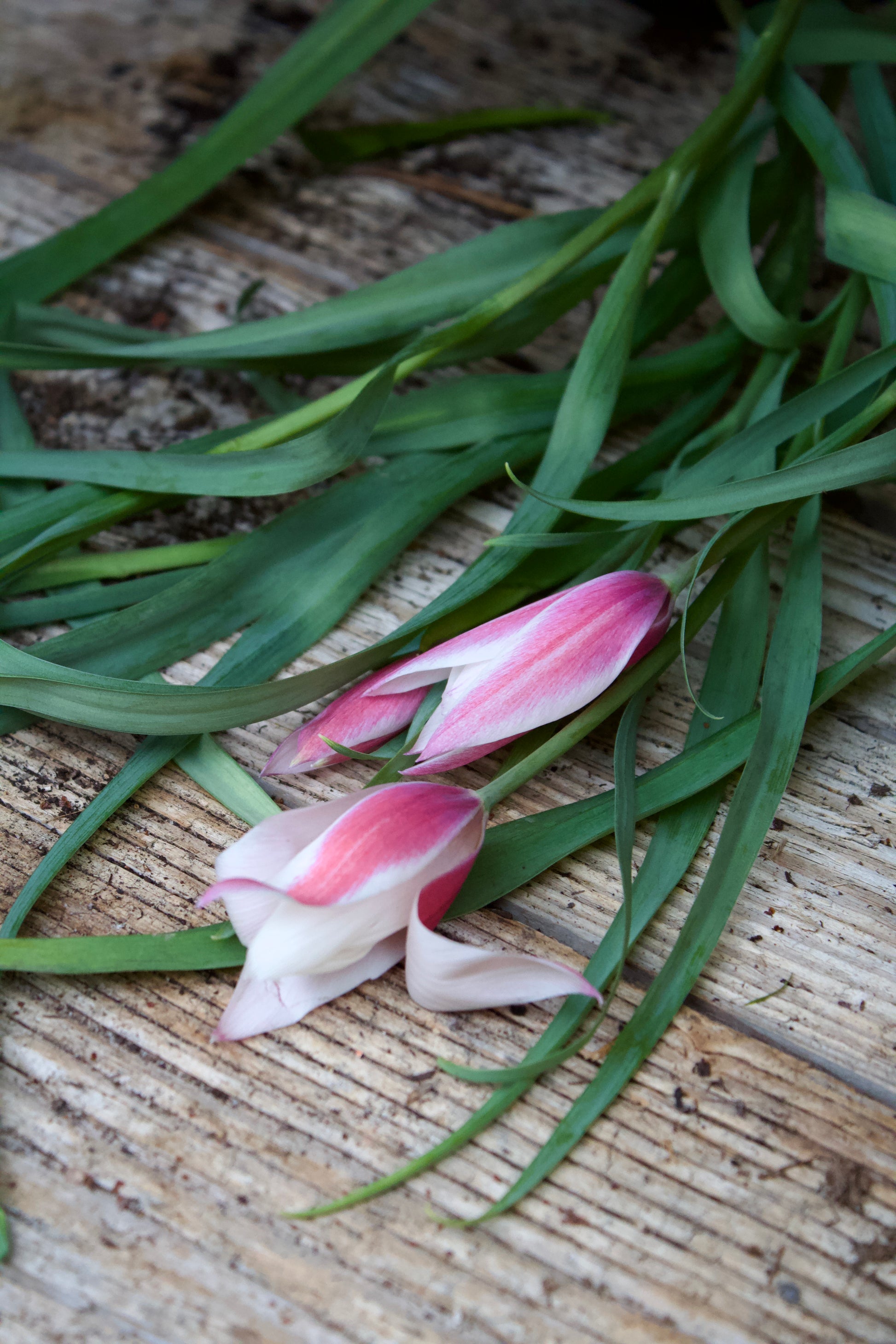 Tulipa 'Peppermint Stick' 6/7