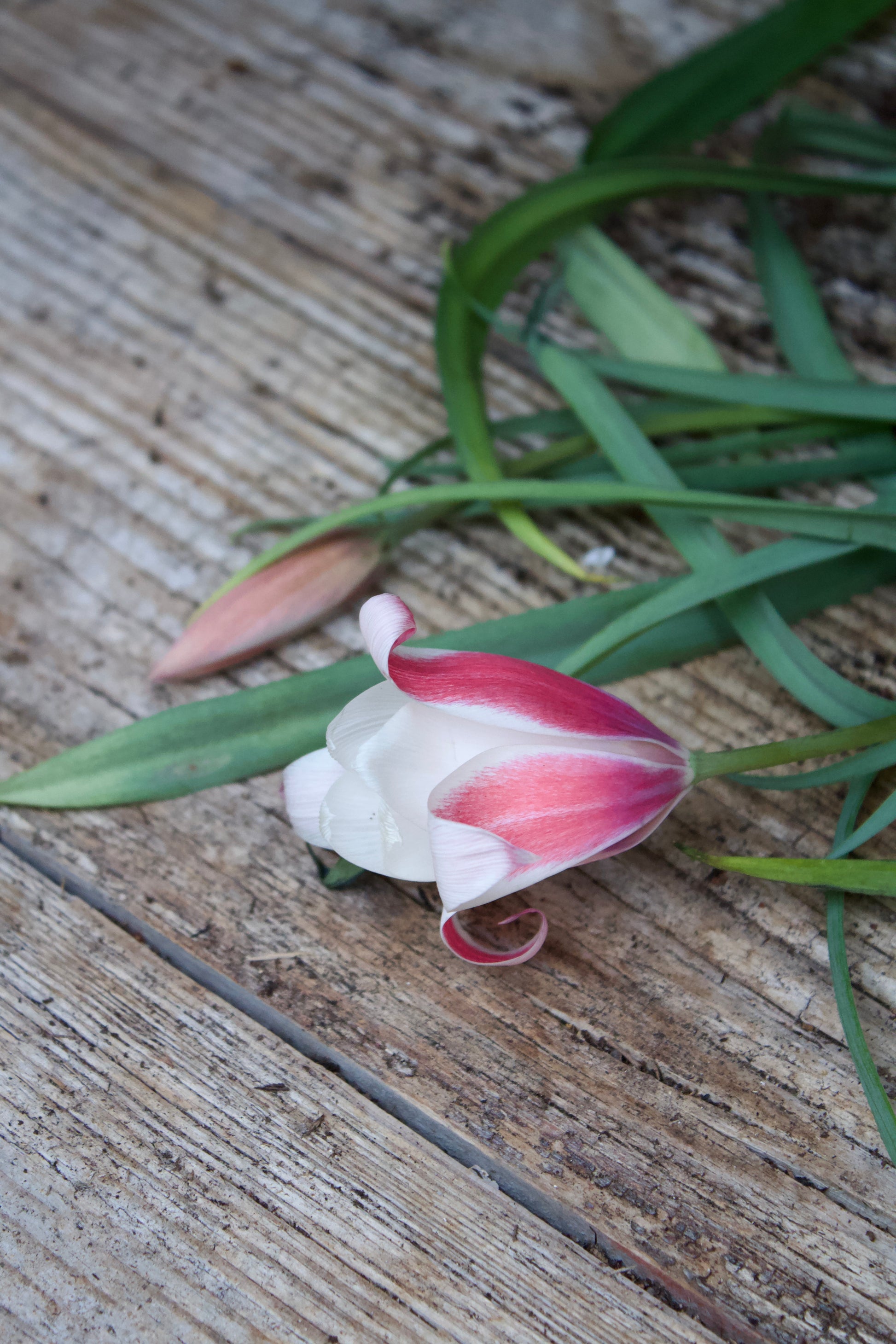 Tulipa 'Peppermint Stick' 6/7