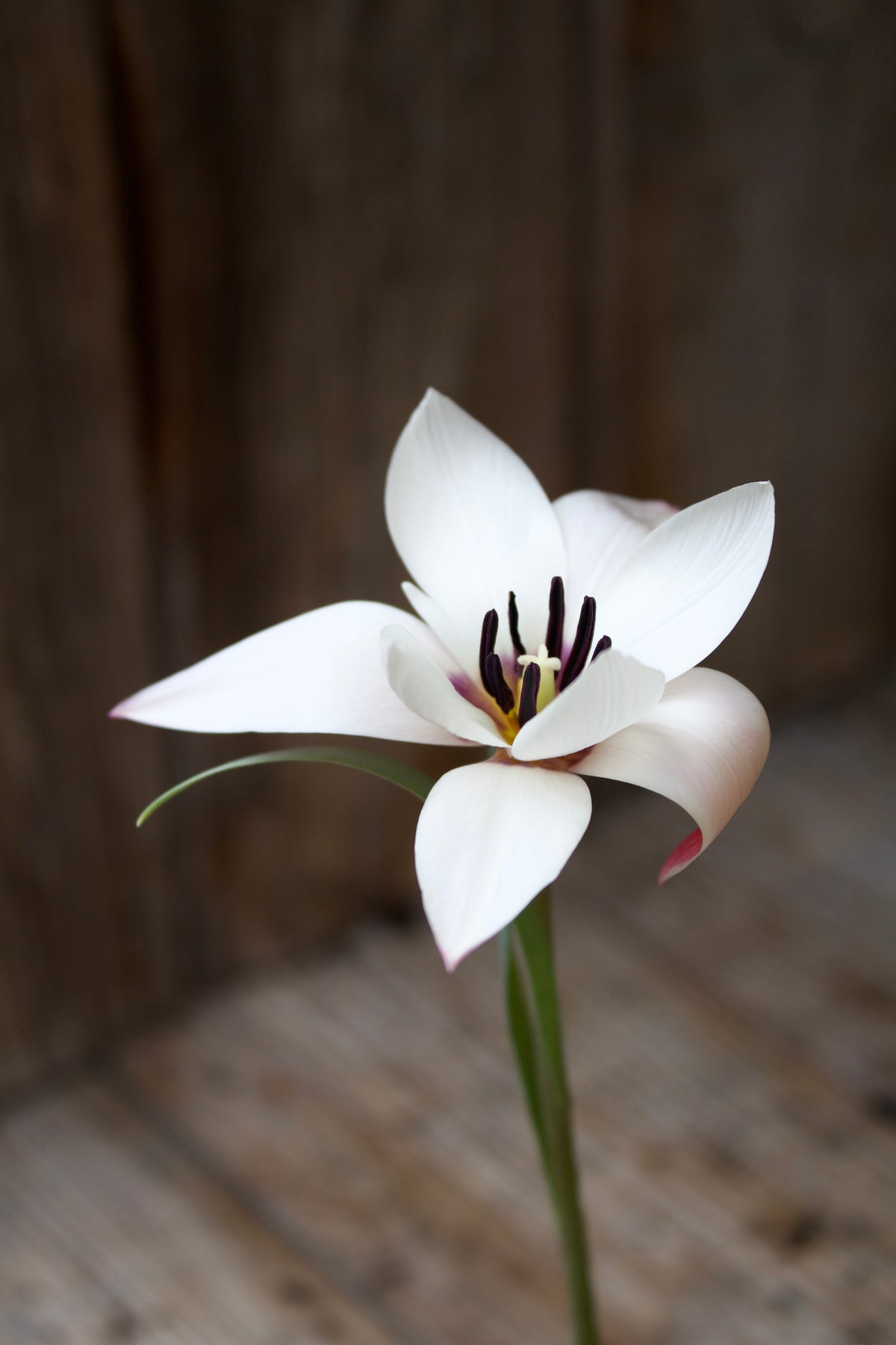 Tulipa 'Peppermint Stick' 6/7
