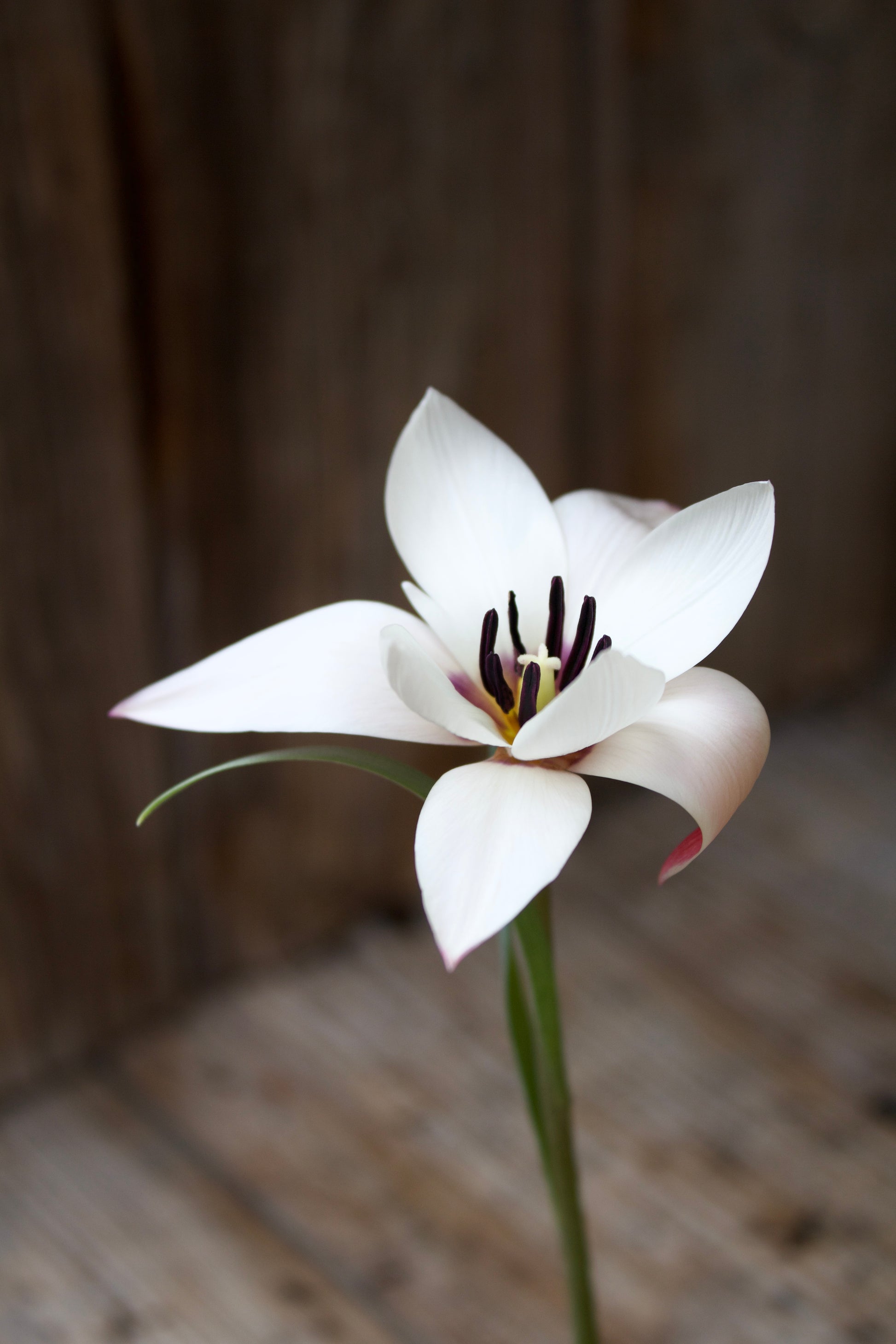 Tulipa 'Peppermint Stick' 6/7