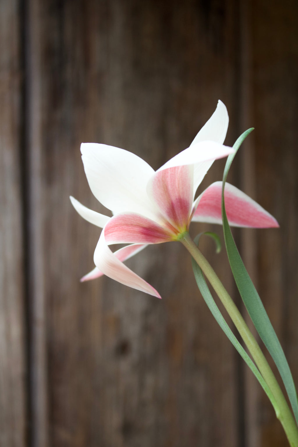 Tulipa 'Peppermint Stick' 6/7