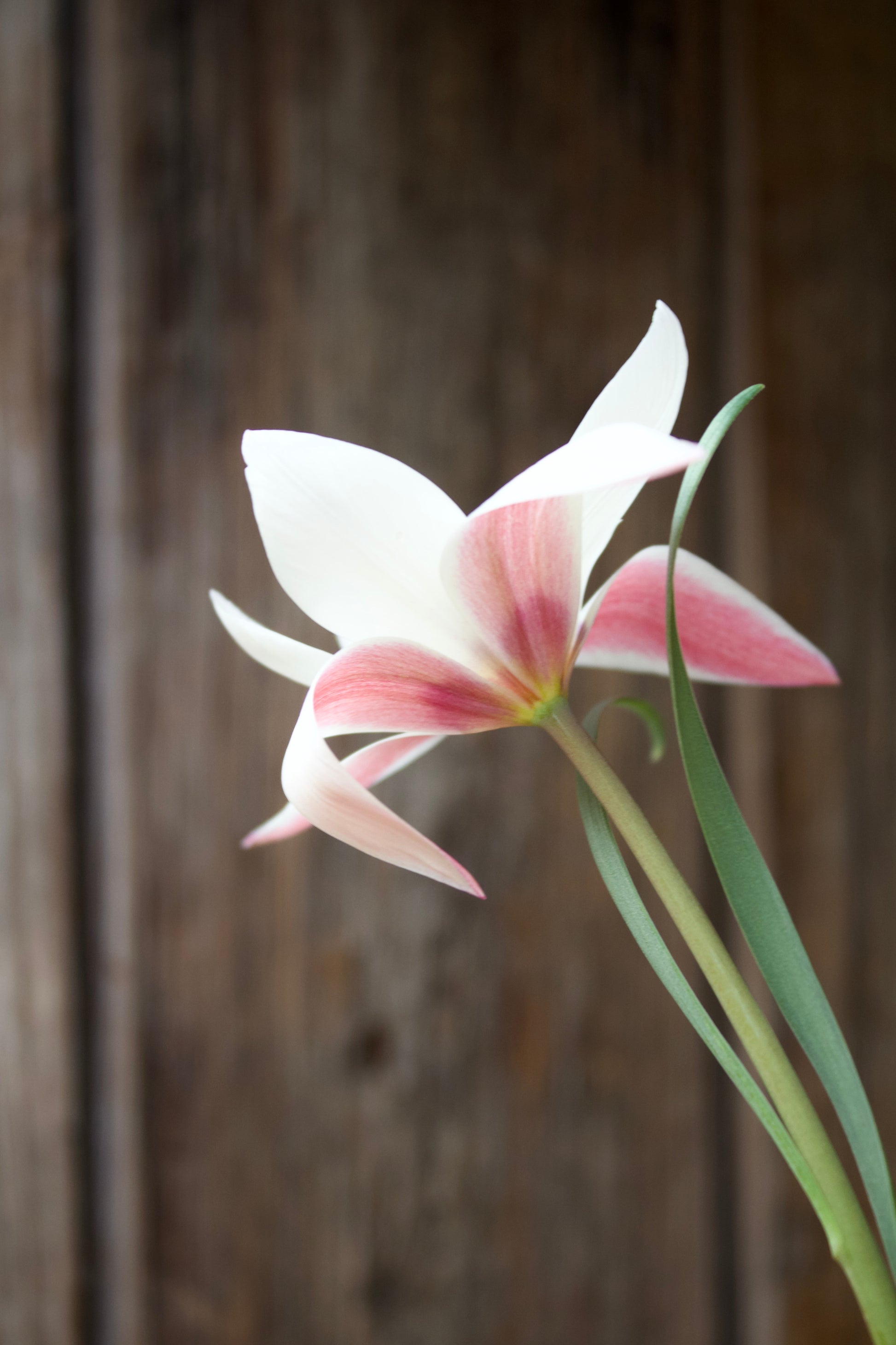 Tulipa 'Peppermint Stick' 6/7