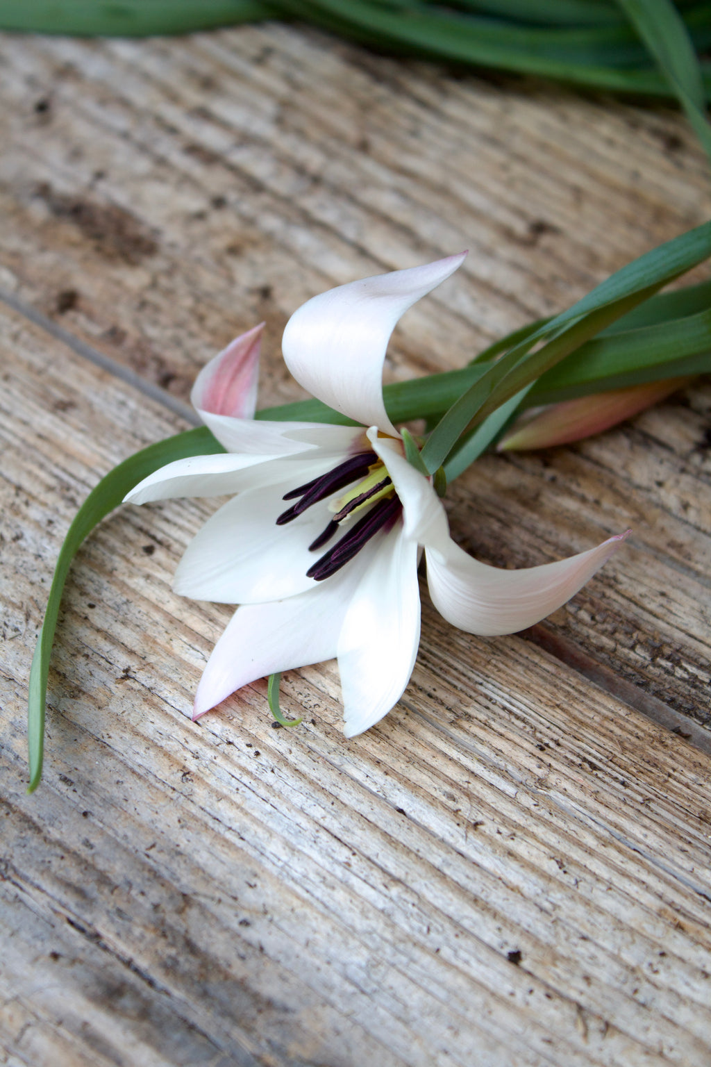 Tulipa 'Peppermint Stick' 6/7