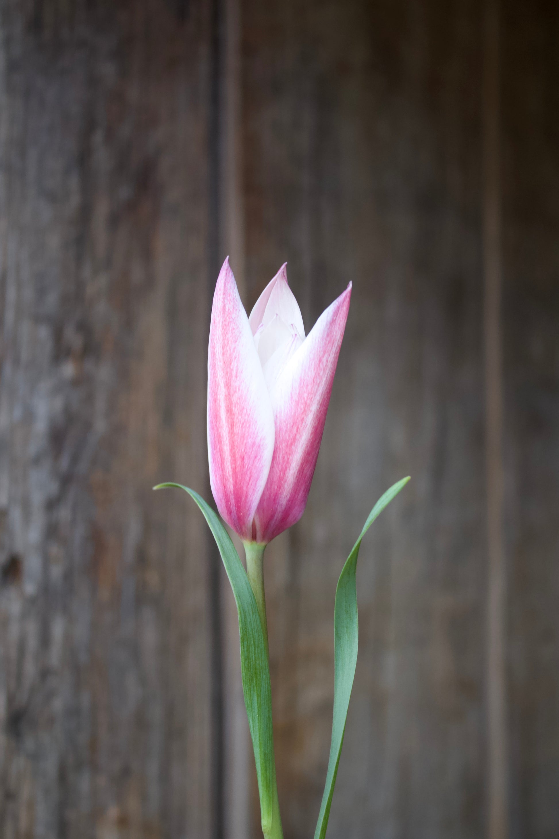 Tulipa 'Peppermint Stick' 6/7