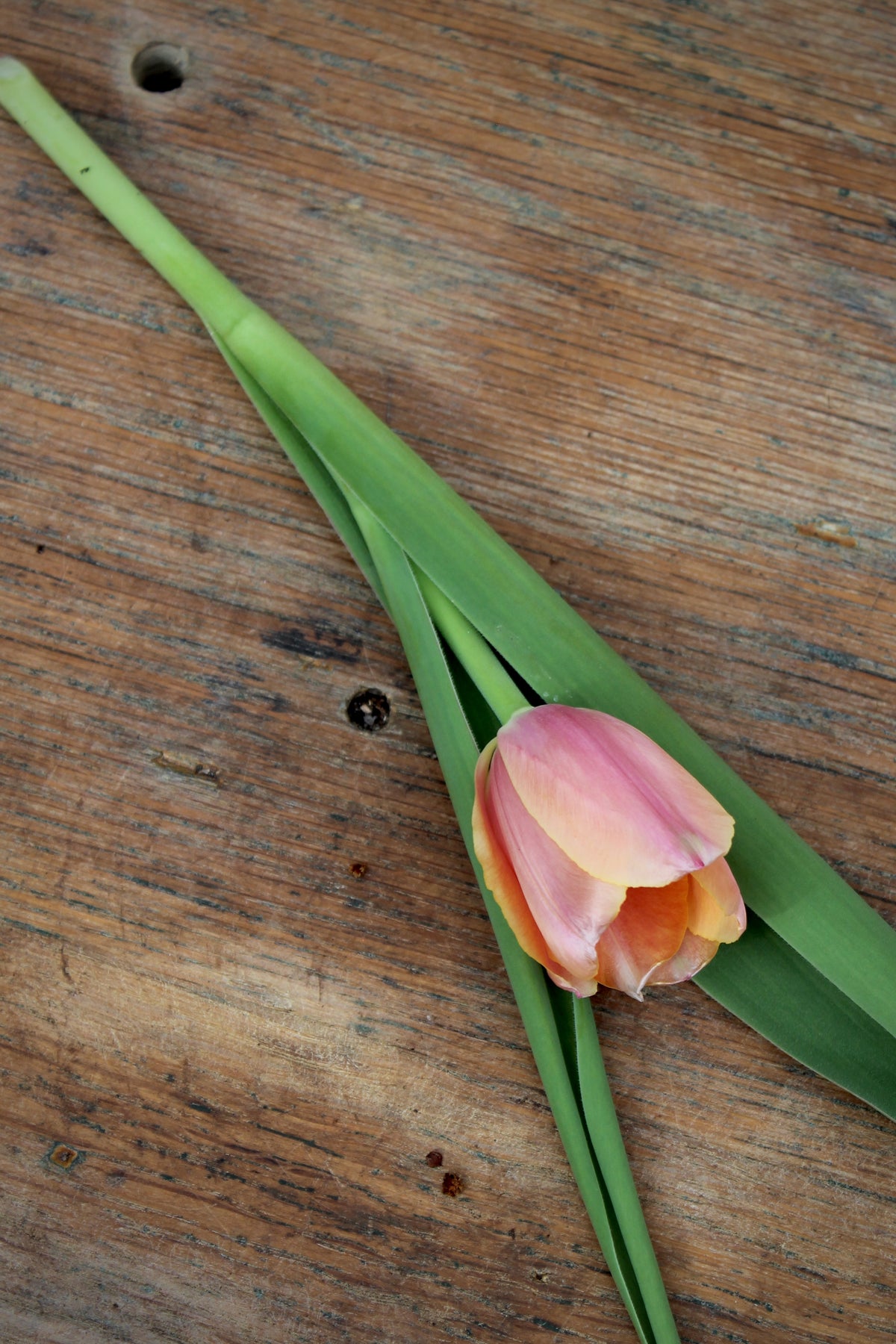 Tulipa 'Blushing Impression' 11/12