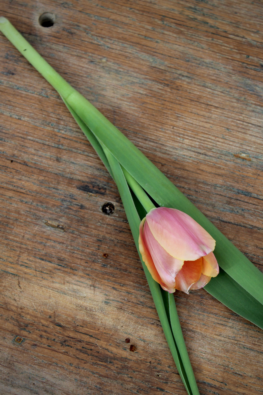 Tulipa 'Blushing Impression' 11/12