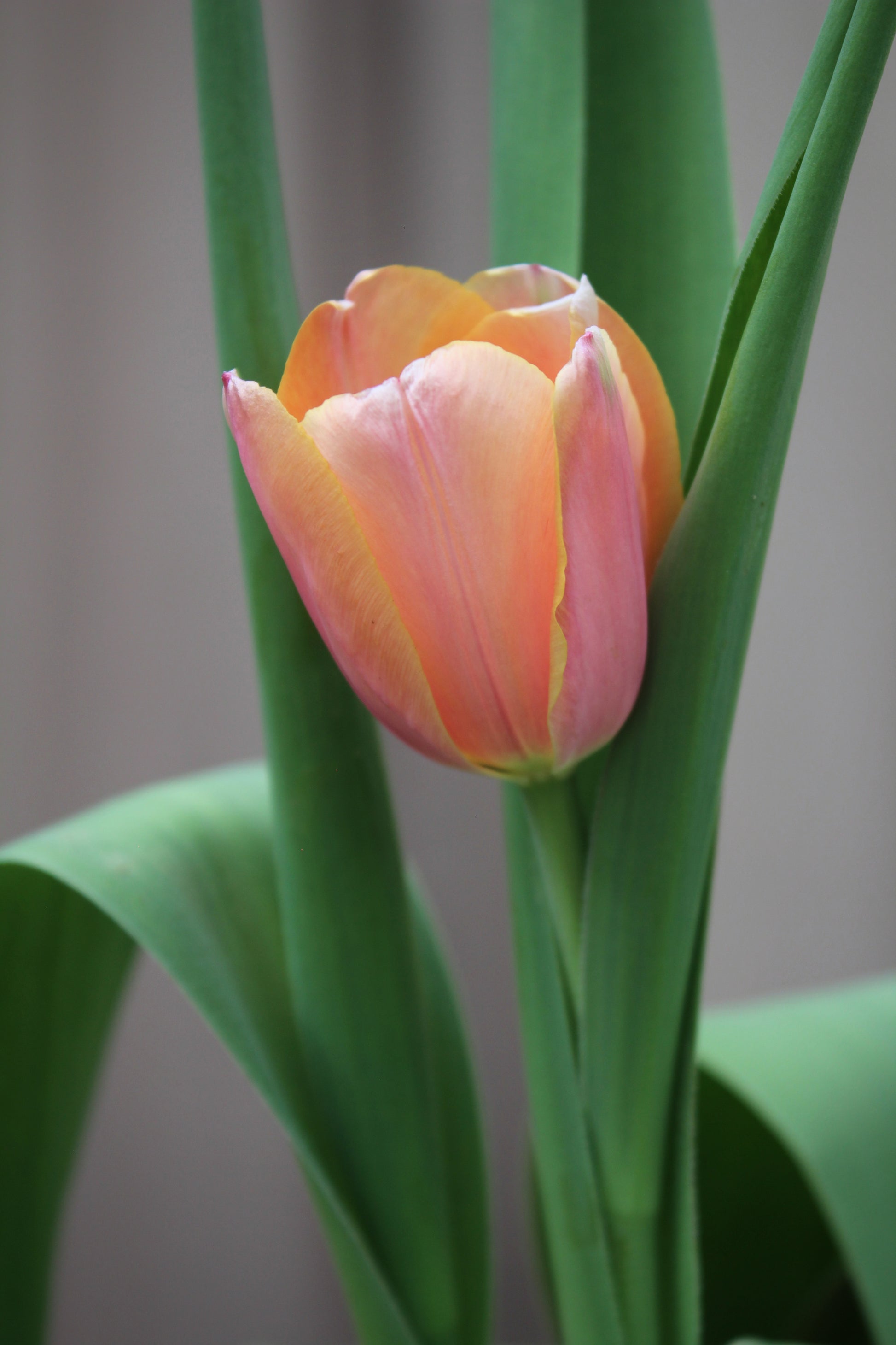 Tulipa 'Blushing Impression' 11/12
