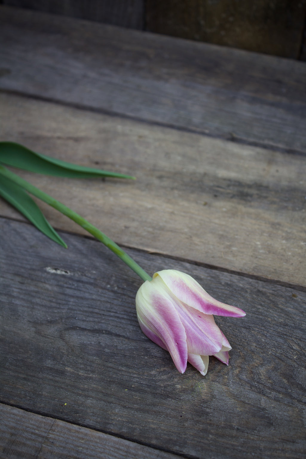Tulipa 'Elegant Lady' 11/12