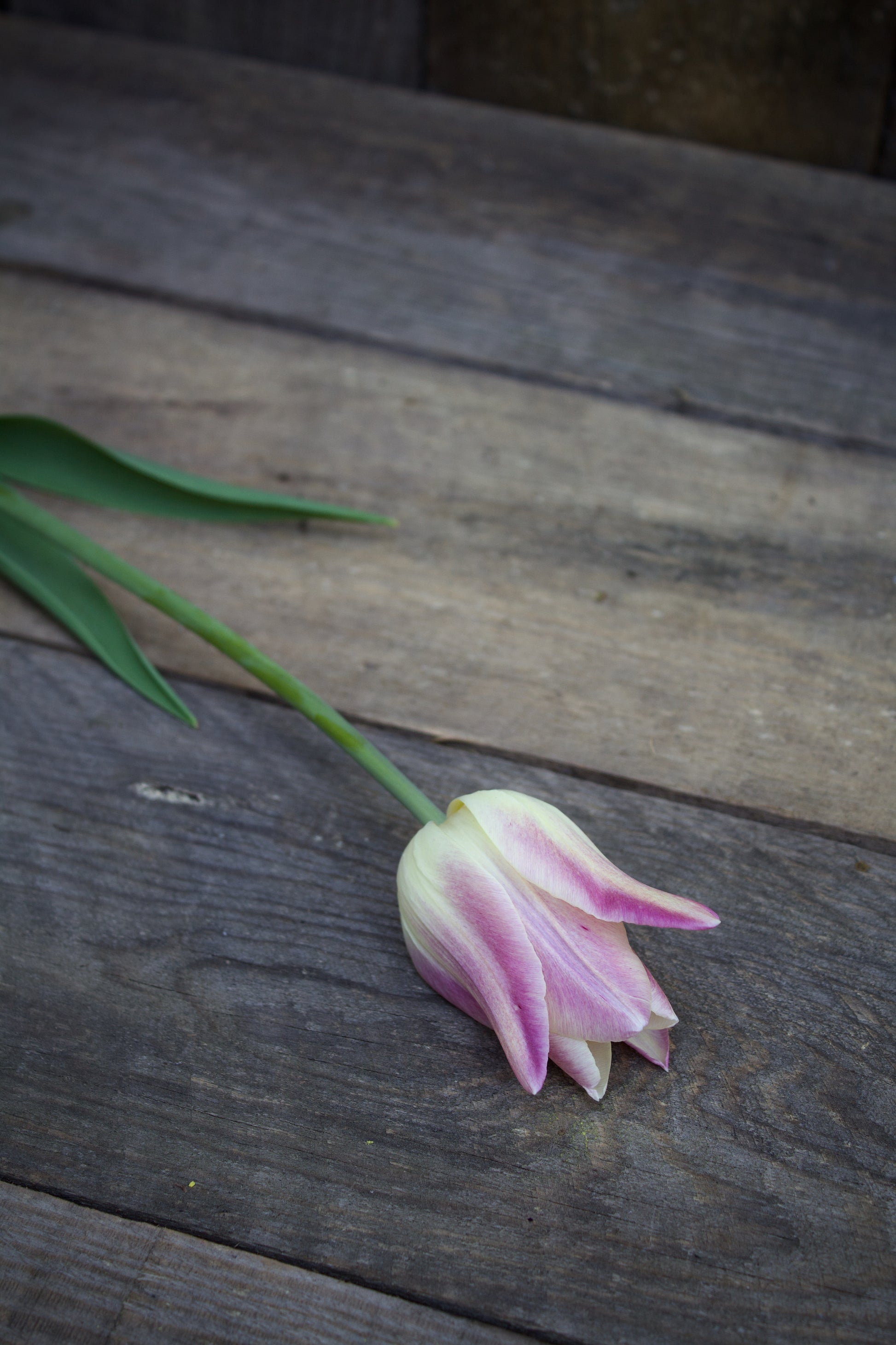 Tulipa 'Elegant Lady' 11/12