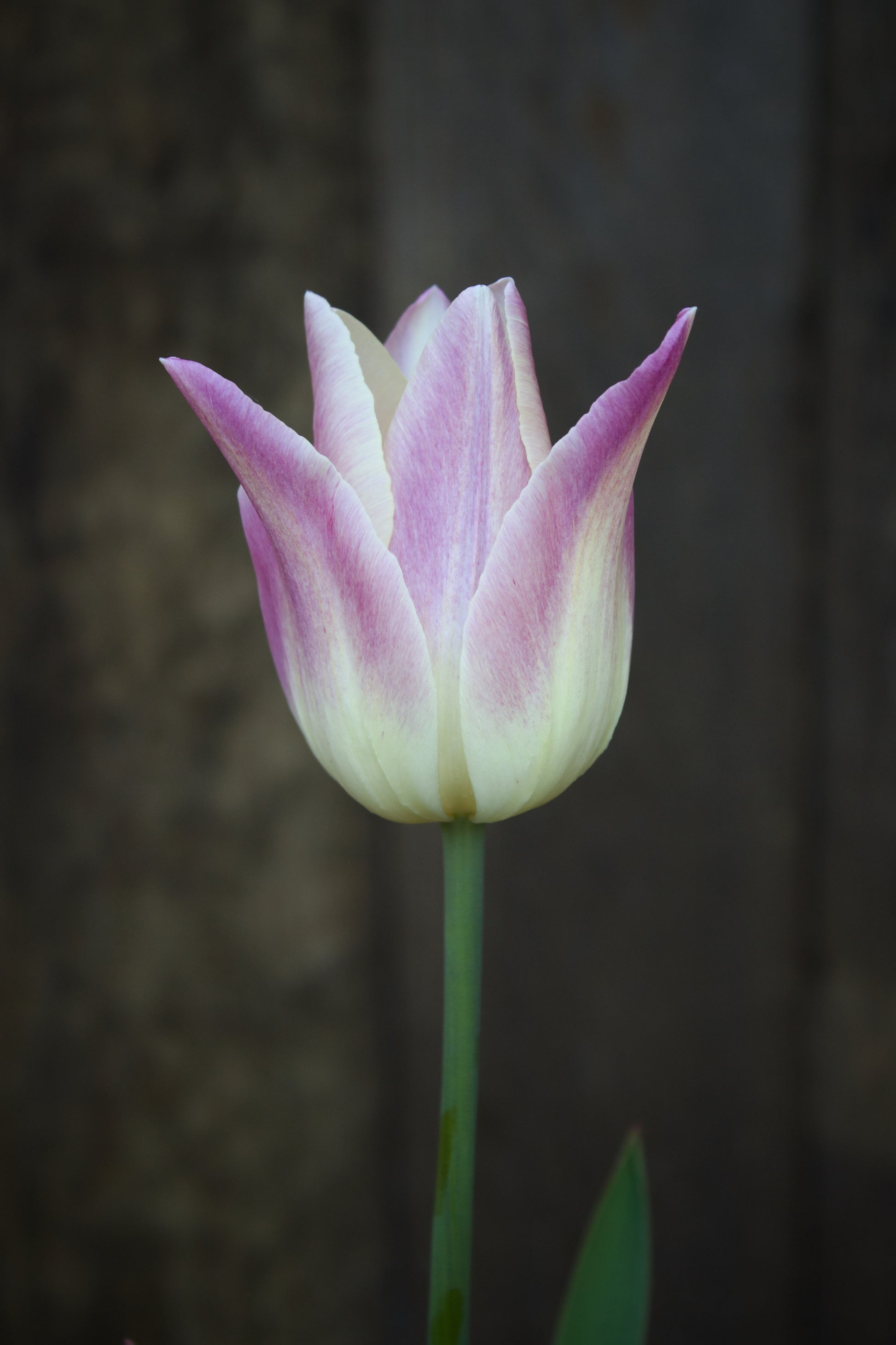 Tulipa 'Elegant Lady' 11/12