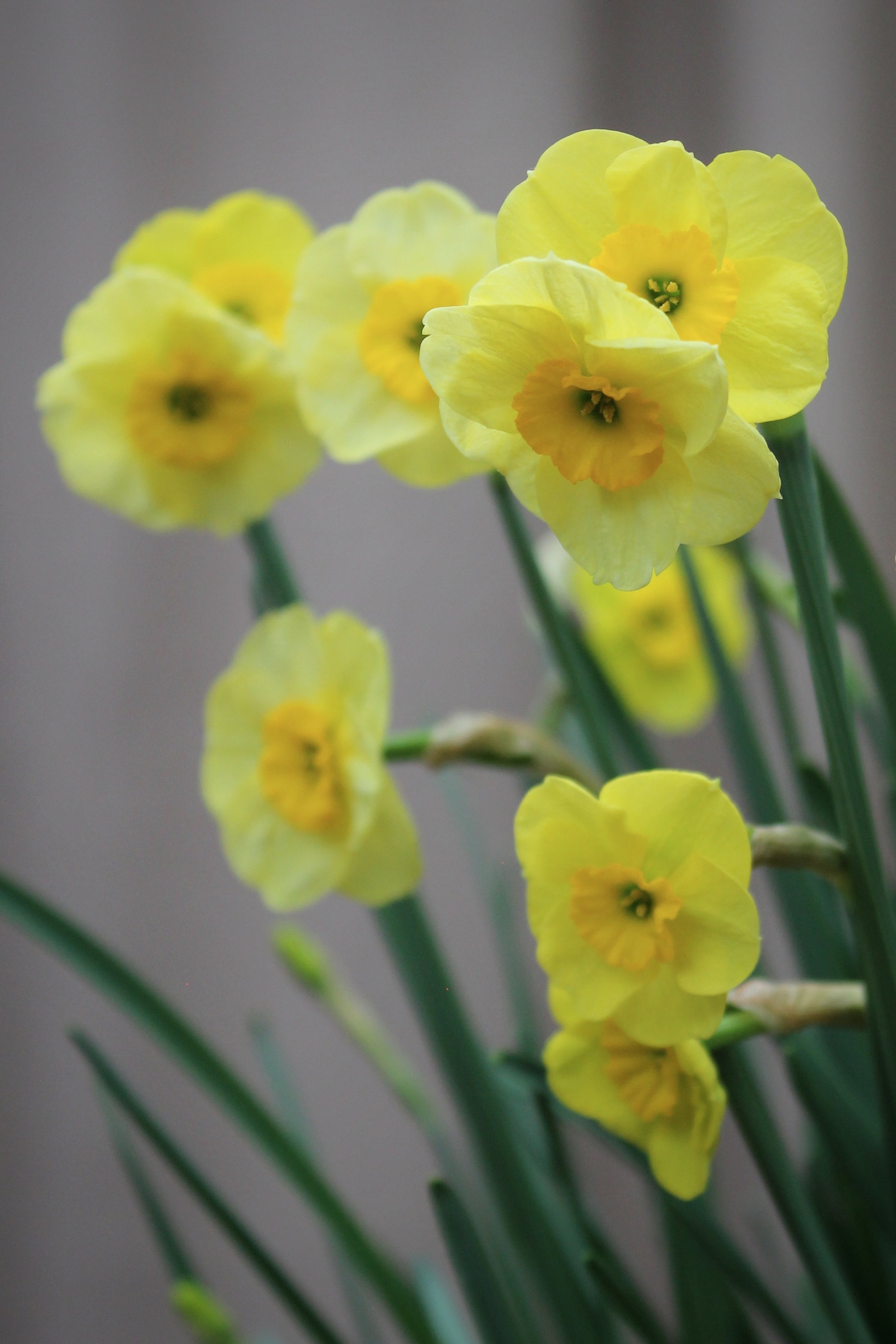 Narcissus 'Sundisc' 10/12