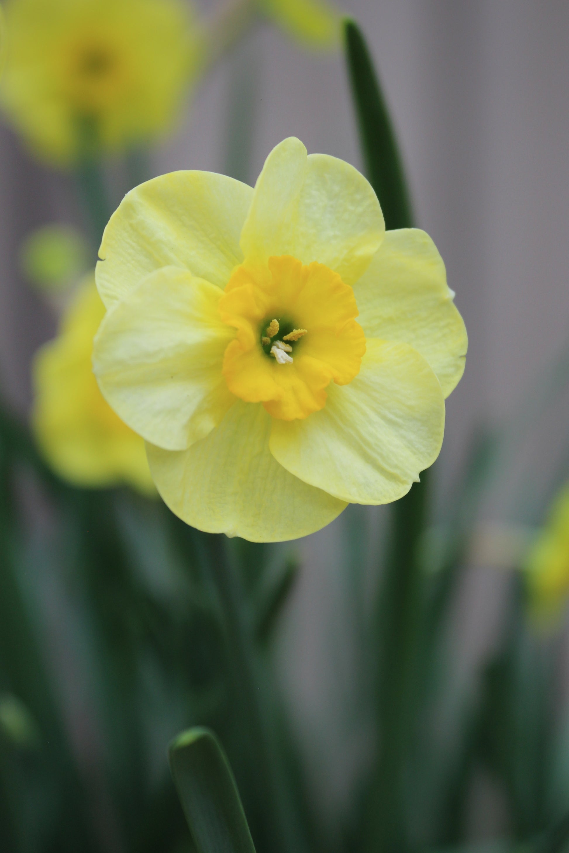 Narcissus 'Sundisc' 10/12