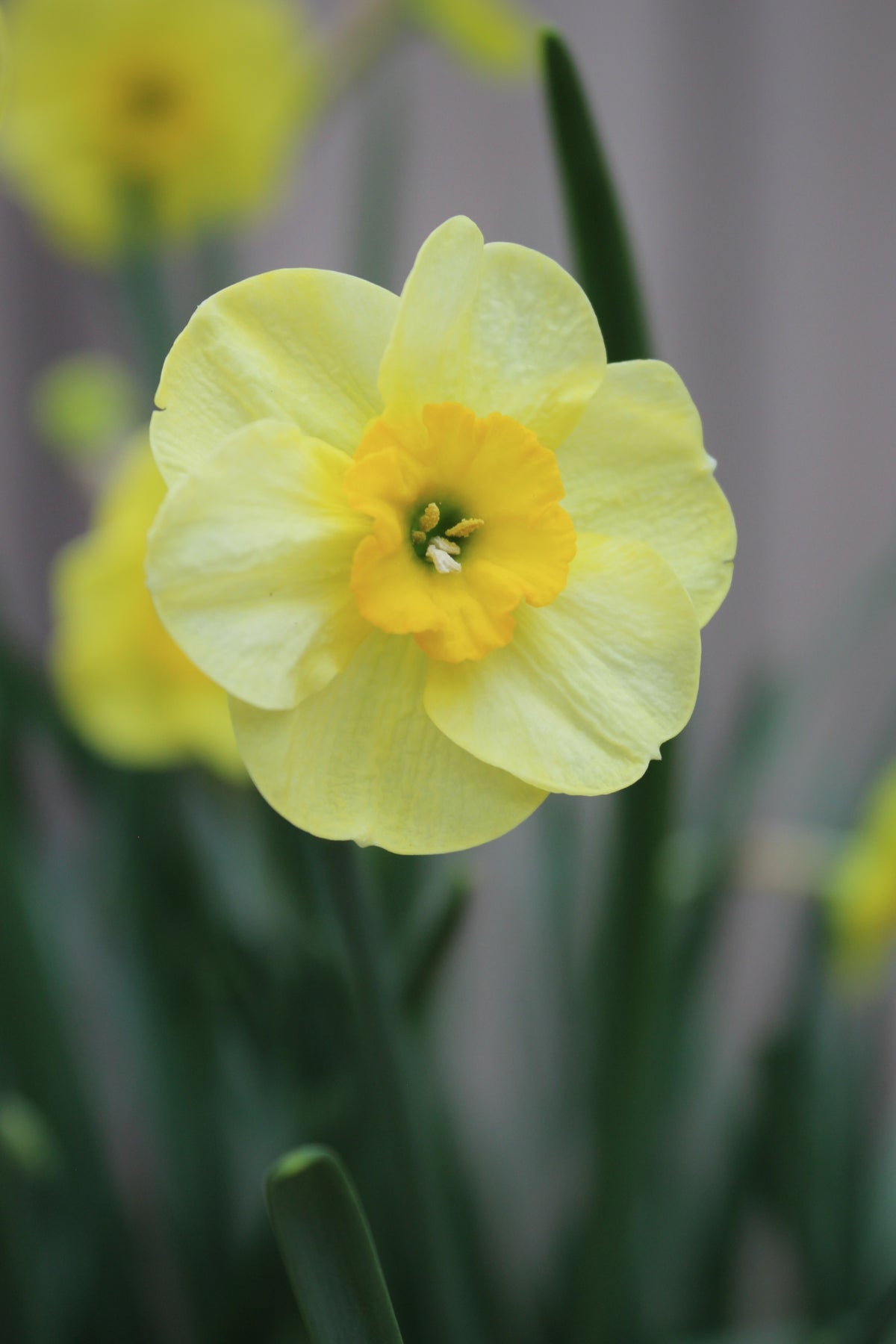 Narcissus 'Sundisc' 10/12