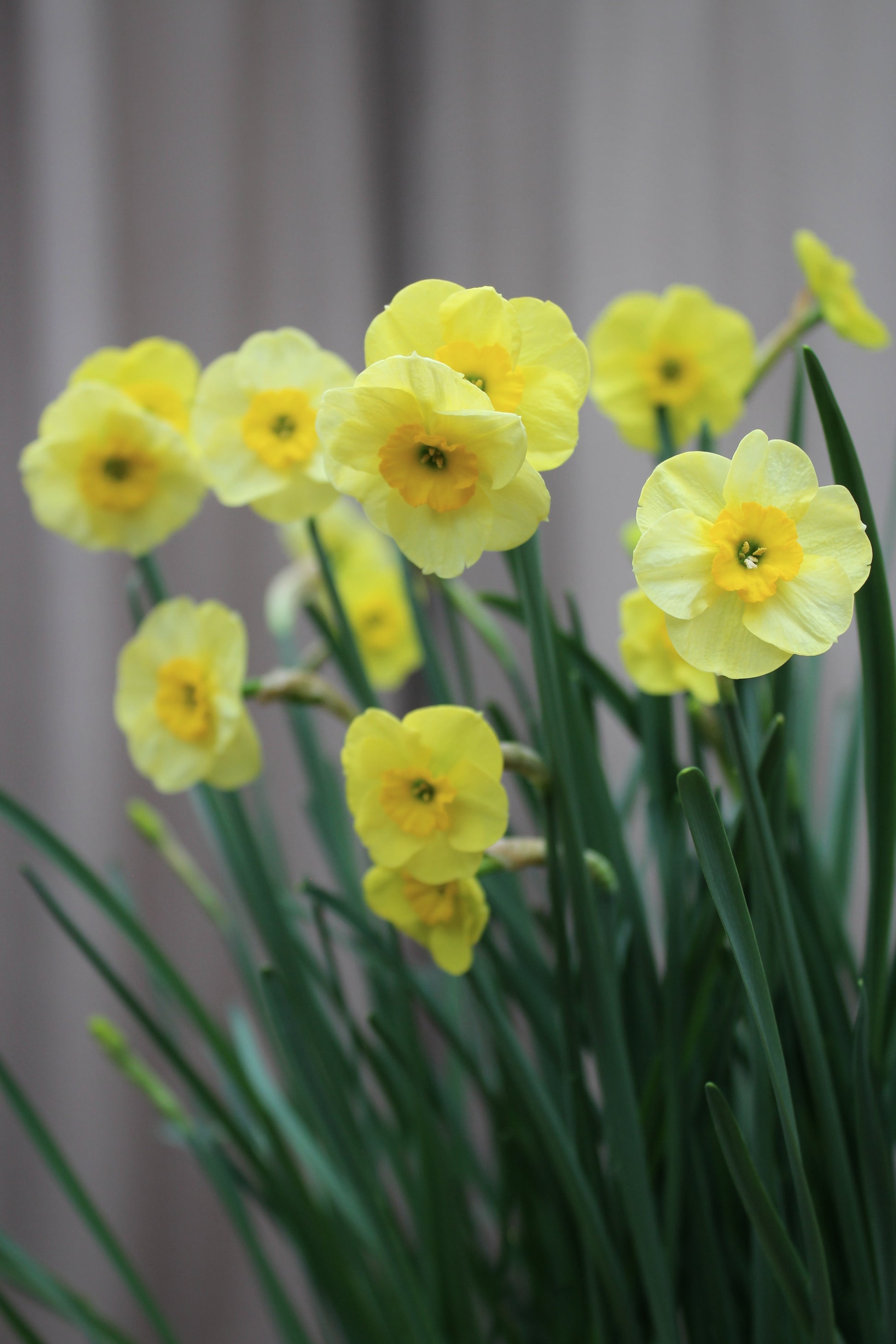 Narcissus 'Sundisc' 10/12