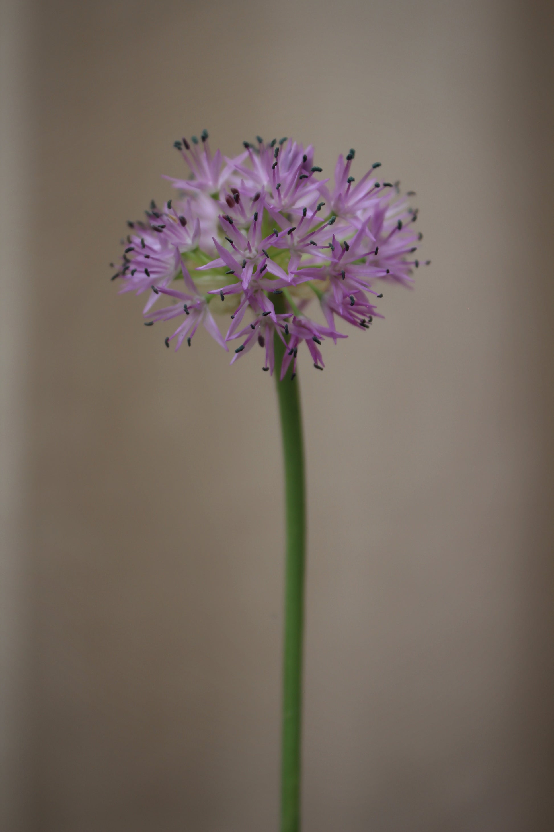 Allium 'Rosy Dream' 6/+