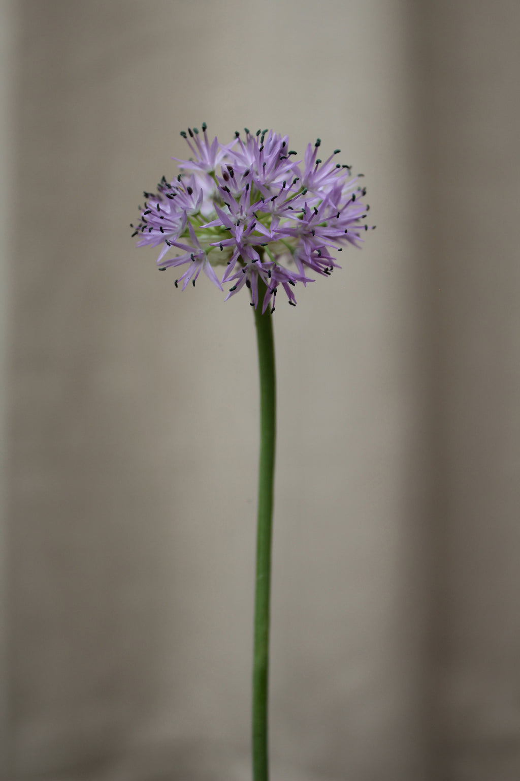 Allium 'Rosy Dream' 6/+