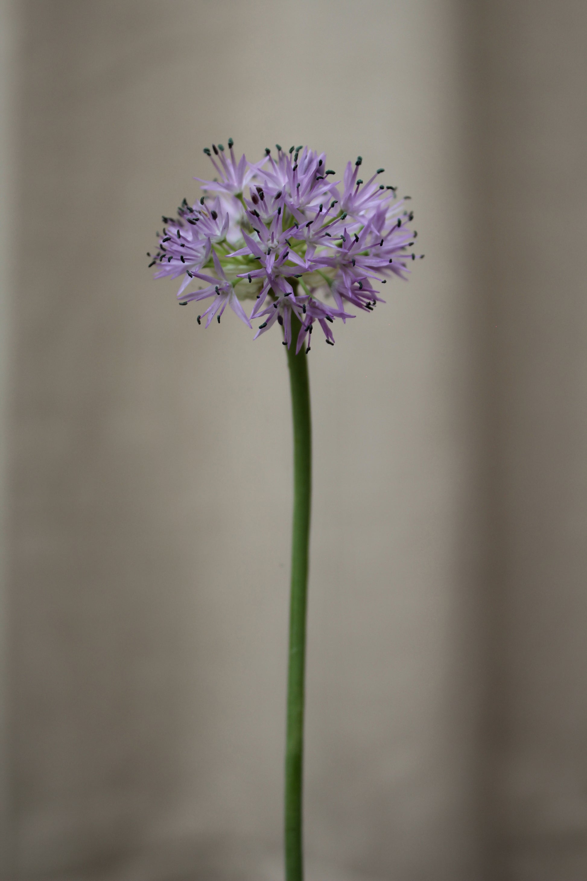 Allium 'Rosy Dream' 6/+
