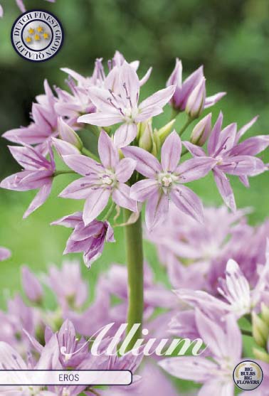 Allium 'Eros' 5/6