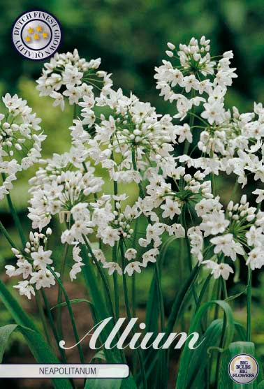 Allium 'Neapolitanum' 5/6
