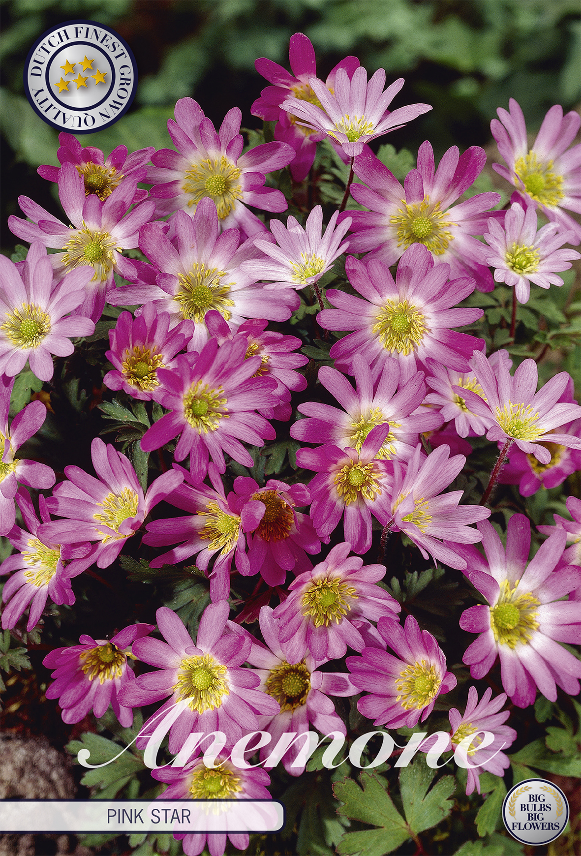 Anemone 'Pink Star' 5/6
