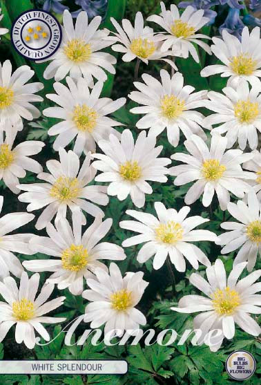 Anemone 'White Splendour' 5/6