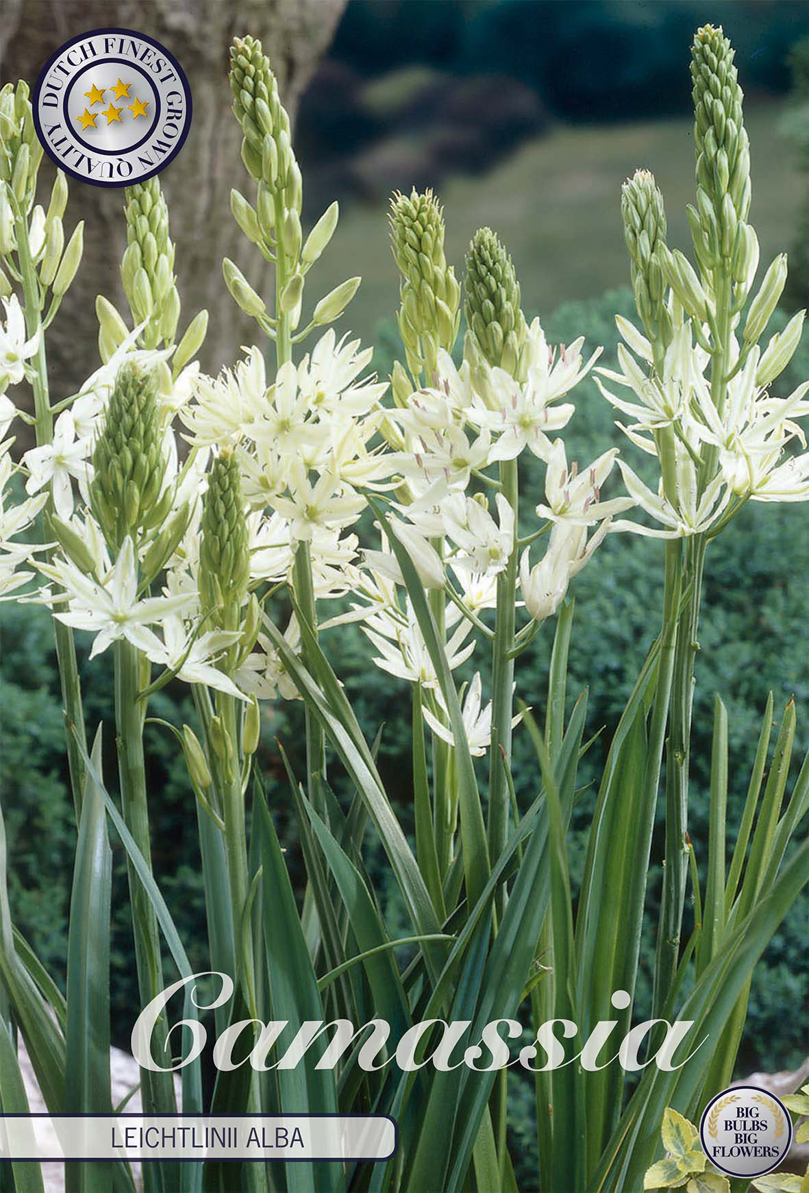 Camassia leichtlini 'Alba' 14/16
