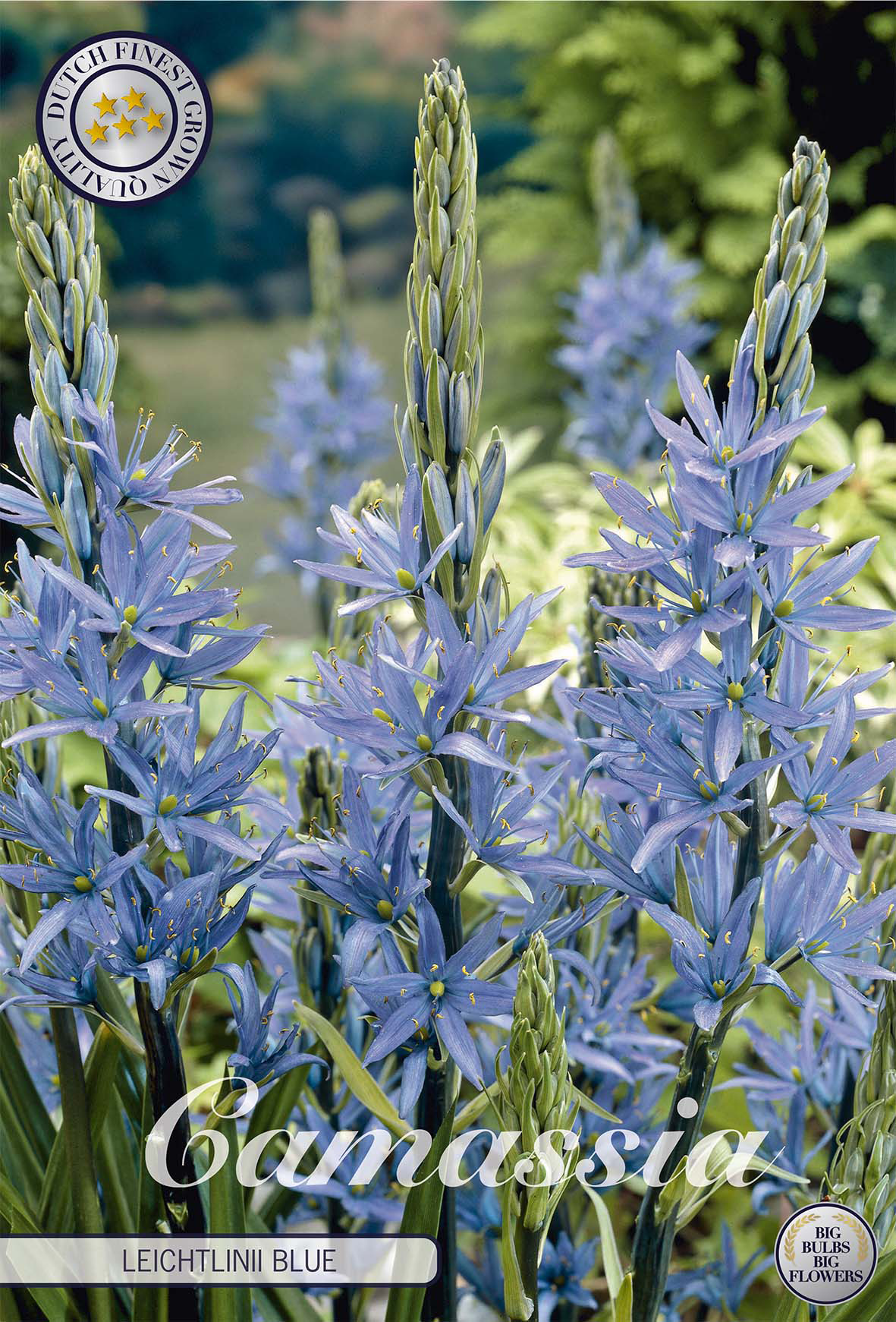 Camassia leichtlini 'Blue' 14/16