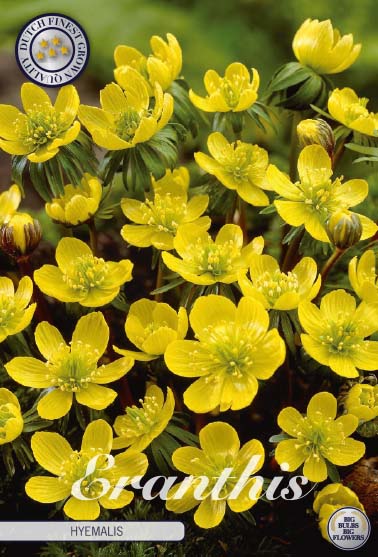 Eranthis hyemalis 5/6