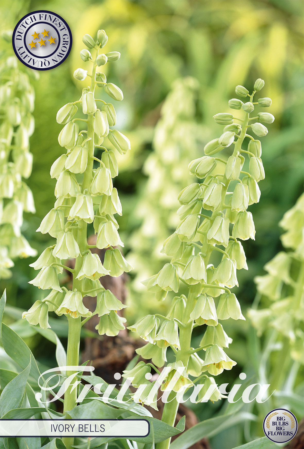 Fritillaria 'Ivory Bells' 24/26