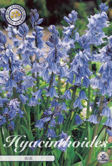 Hyacinthoides 'Blue' 8/9