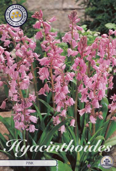 Hyacinthoides 'Pink' 8/9