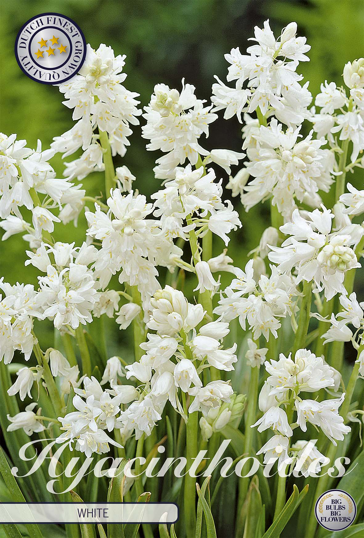 Hyacinthoides 'White' 8/9