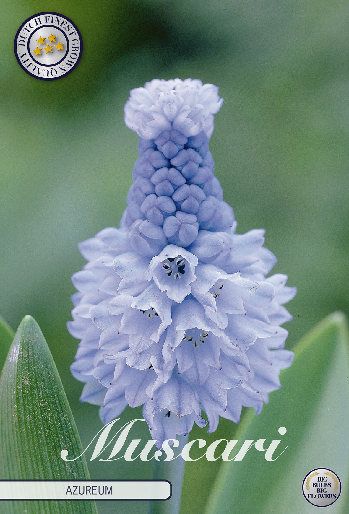 Muscari 'Azureum' 5/6