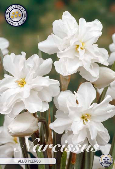 Narcissus 'Albo Plenus' 12/14