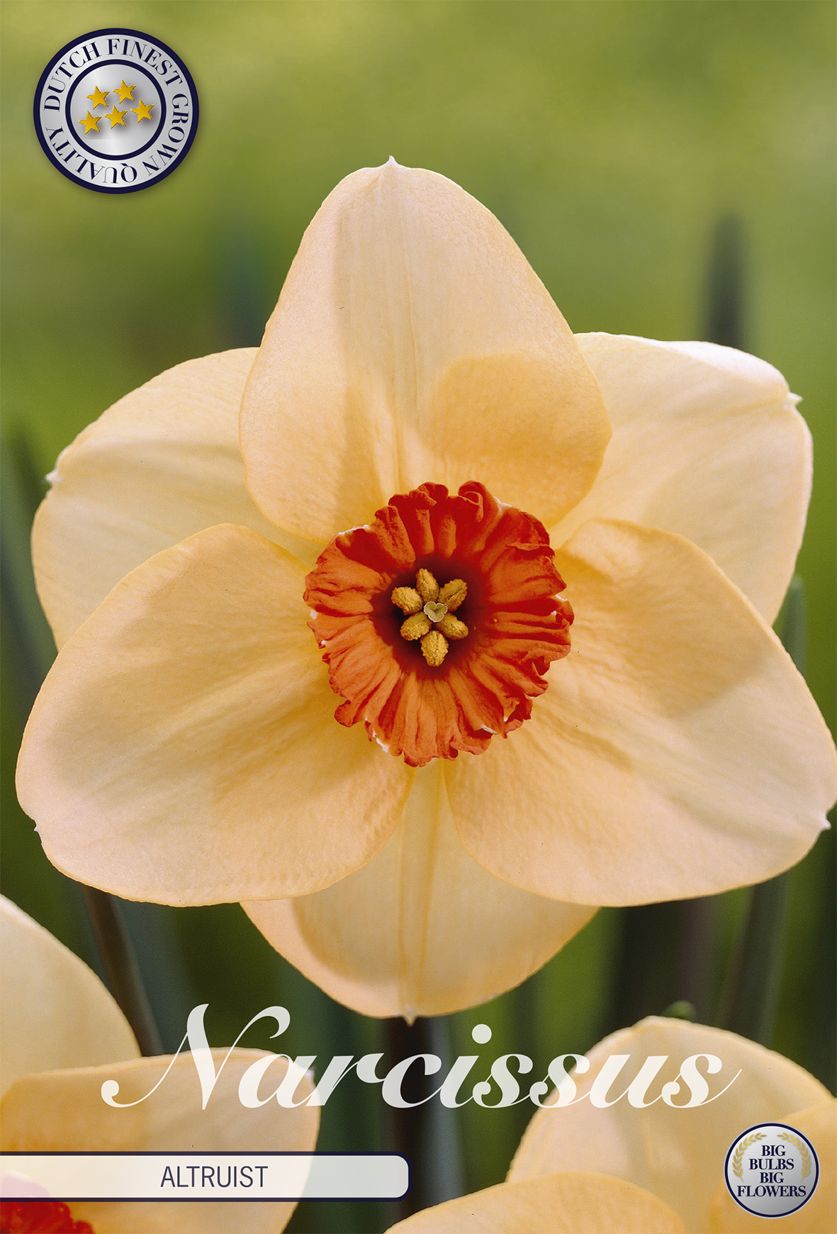 Narcissus 'Altruist' 14/16