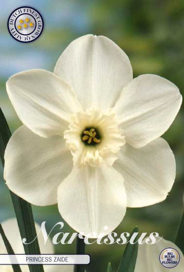 Narcissus 'Princess Zaide' 14/16