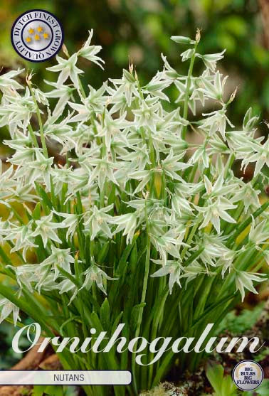 Ornithogalum nutans 5/6