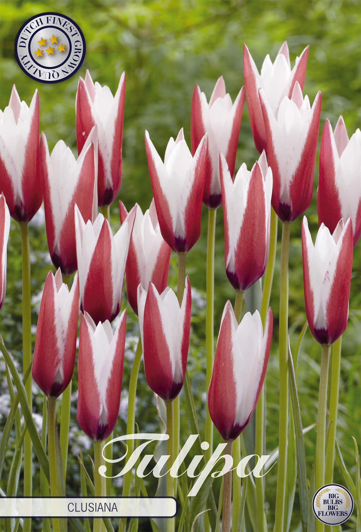 Tulipa 'Clusiana' 5/6