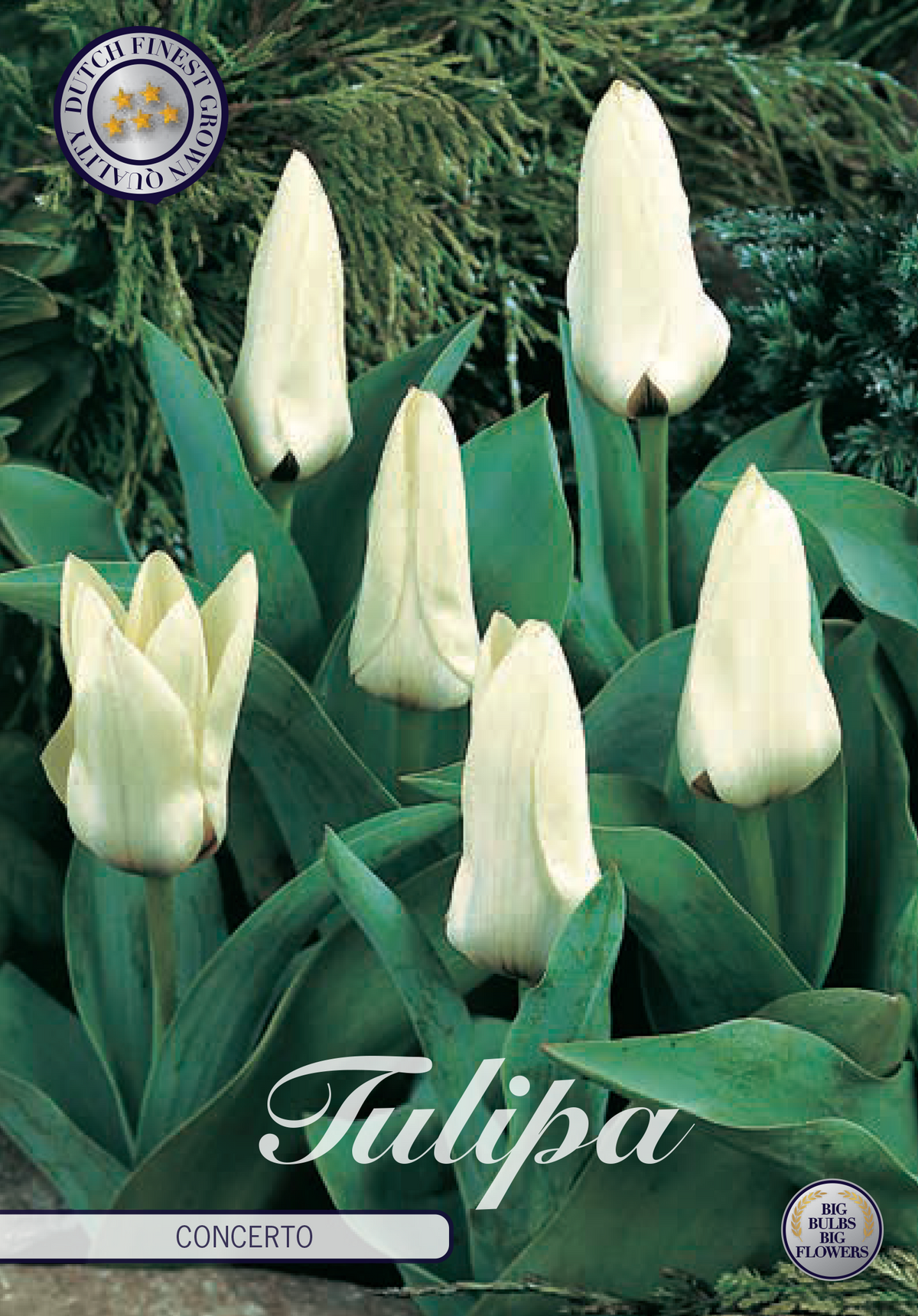 Tulipa 'Concerto' 12/+
