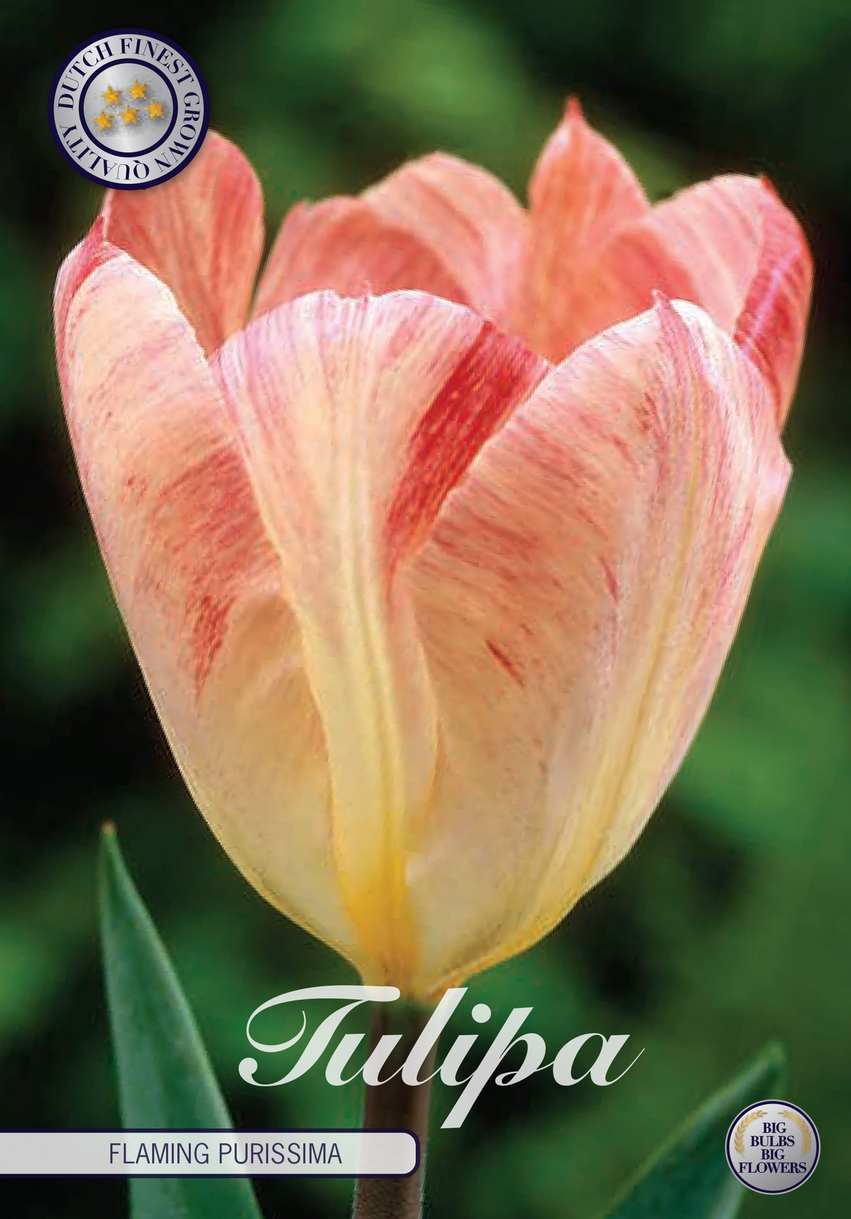 Tulipa 'Flaming Purissima' 12/+