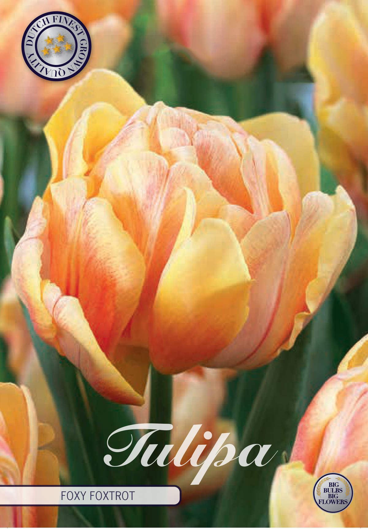 Tulipa 'Foxy Foxtrot' 12/+