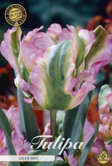 Tulipa 'Green Wave' 12/+