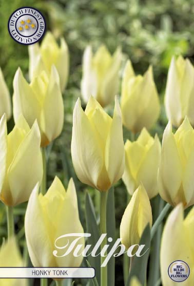 Tulipa 'Honky Tonk' 6/7
