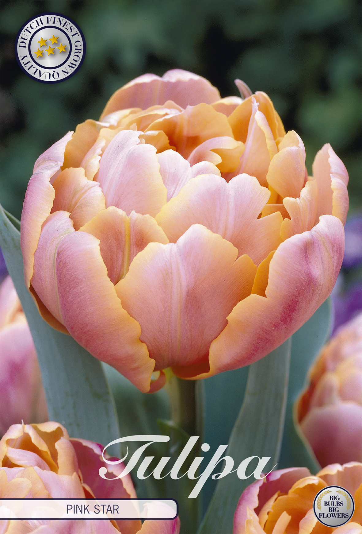 Tulipa 'Pink Star' 12/+