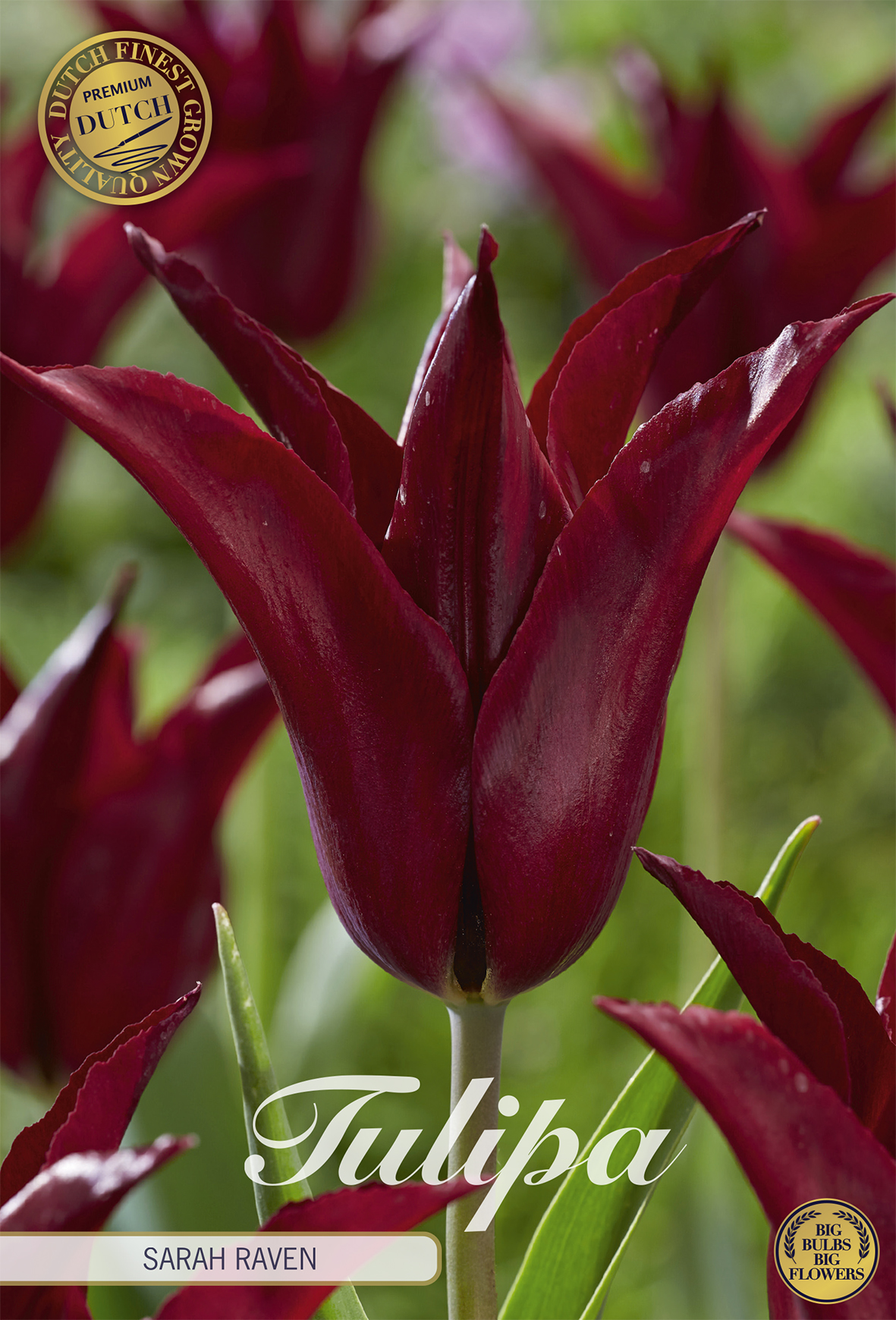 Tulipa 'Sarah Raven' 12/+