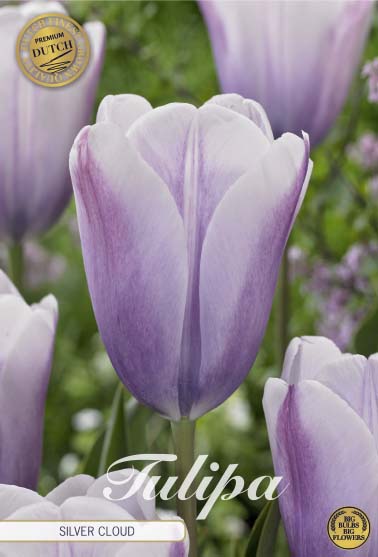 Tulipa 'Silver Cloud' 12/+